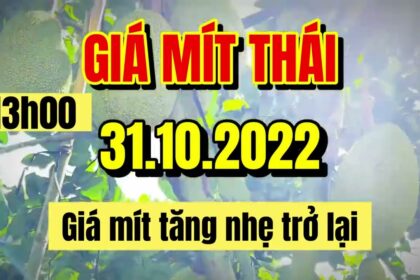 Thai jackfruit prices today