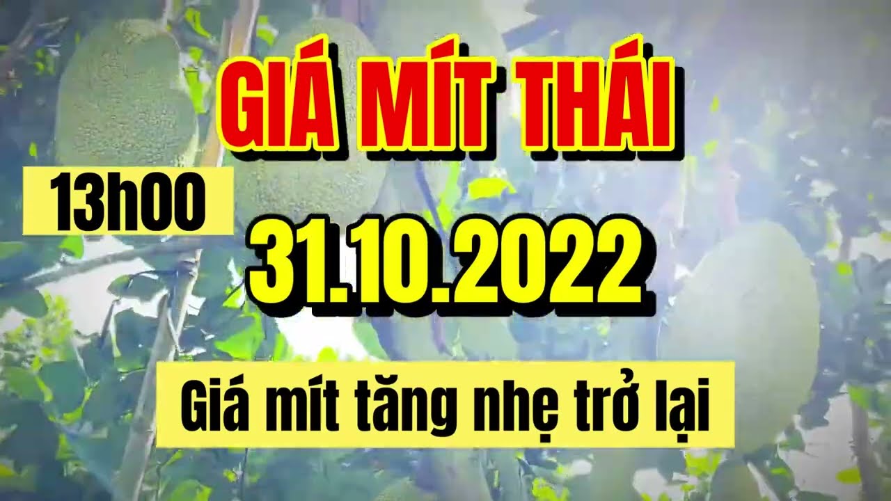 Thai jackfruit prices today
