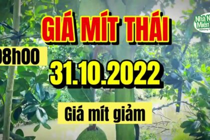 Thai jackfruit prices today