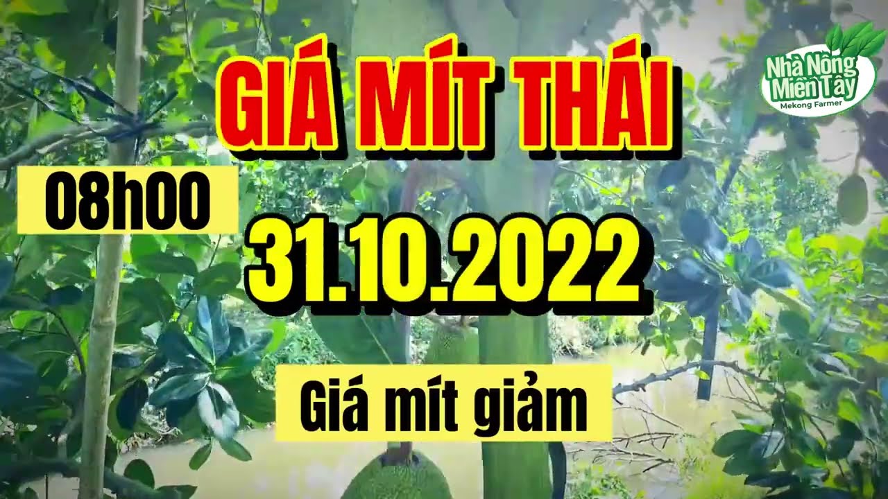 Thai jackfruit prices today