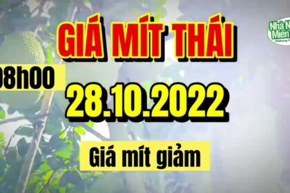 Thai jackfruit prices today