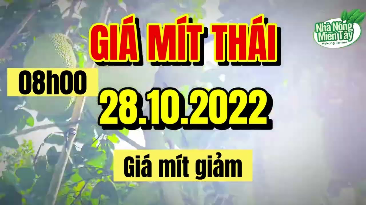 Thai jackfruit prices today