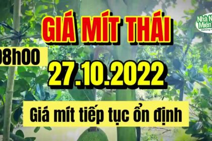 Thai jackfruit prices today