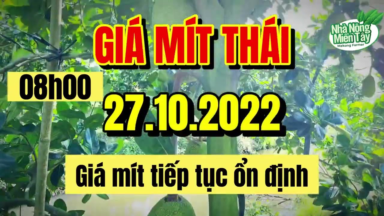 Thai jackfruit prices today