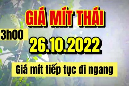 Thai jackfruit prices today