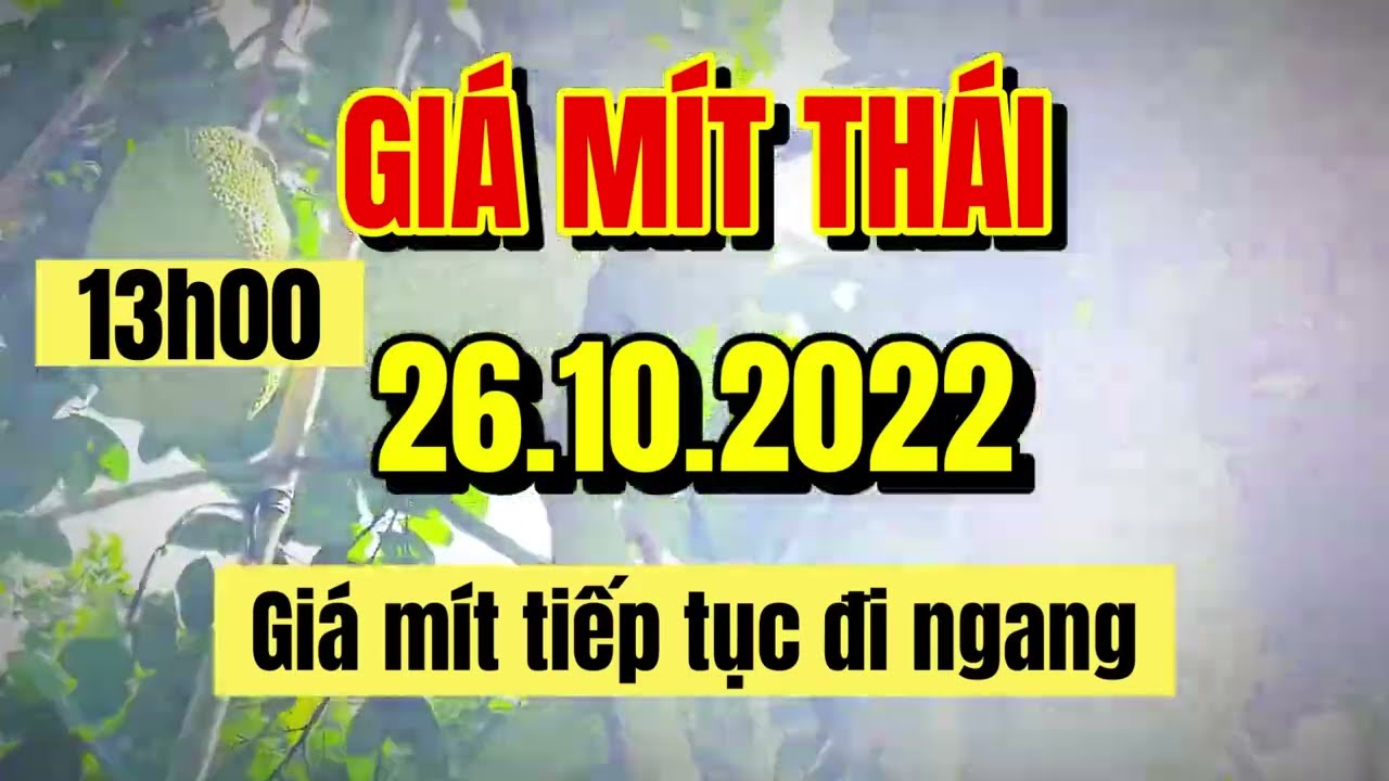 Thai jackfruit prices today