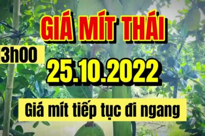 Thai jackfruit prices today
