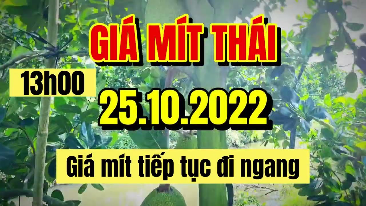 Thai jackfruit prices today