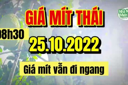Thai jackfruit prices today