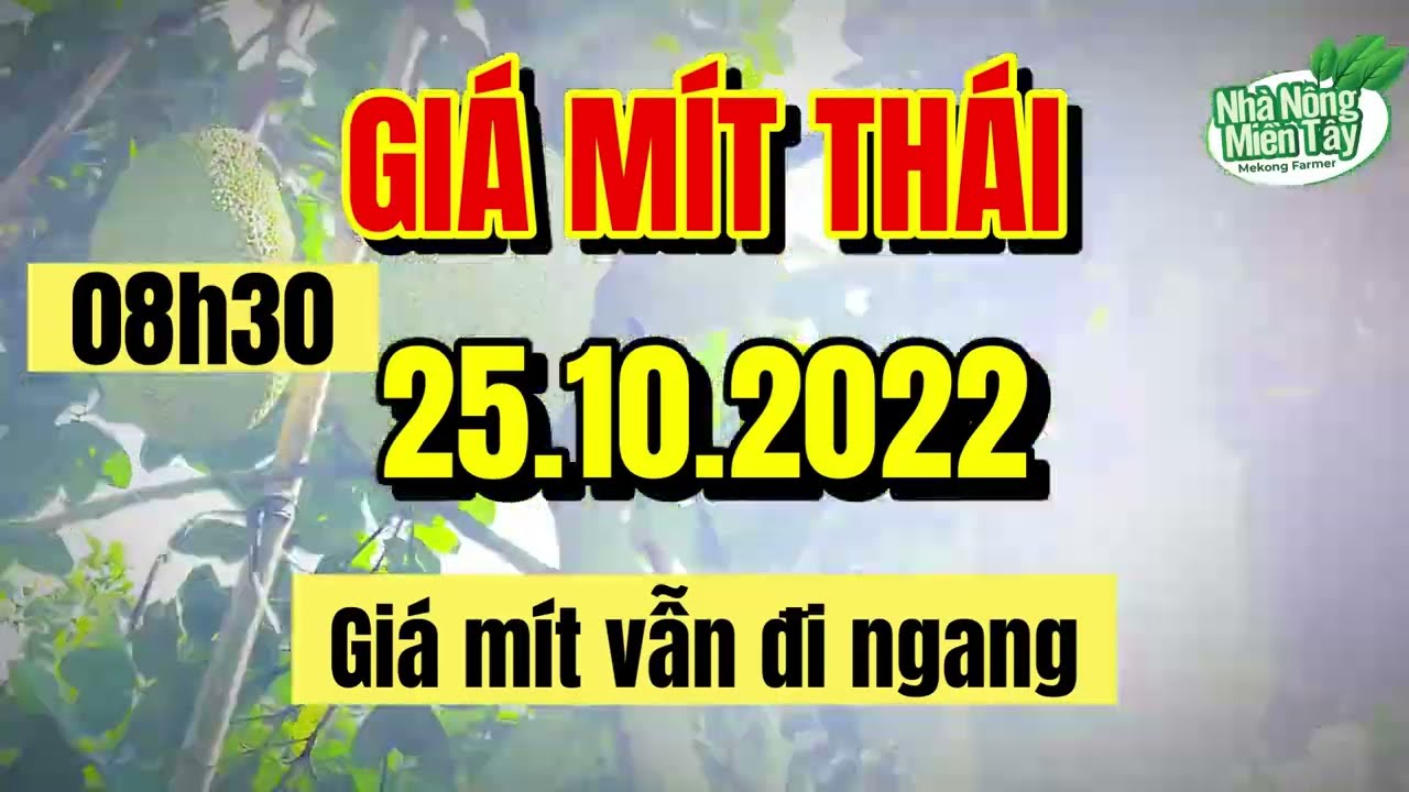 Thai jackfruit prices today