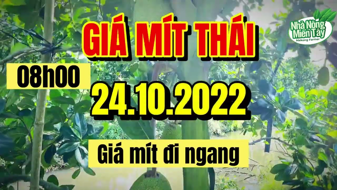 Thai jackfruit prices today