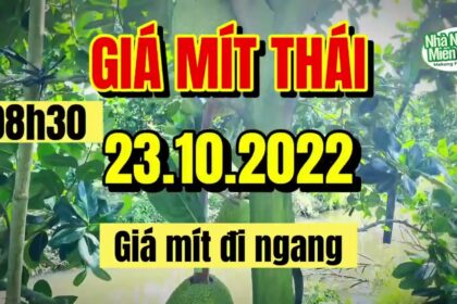 Thai jackfruit prices today