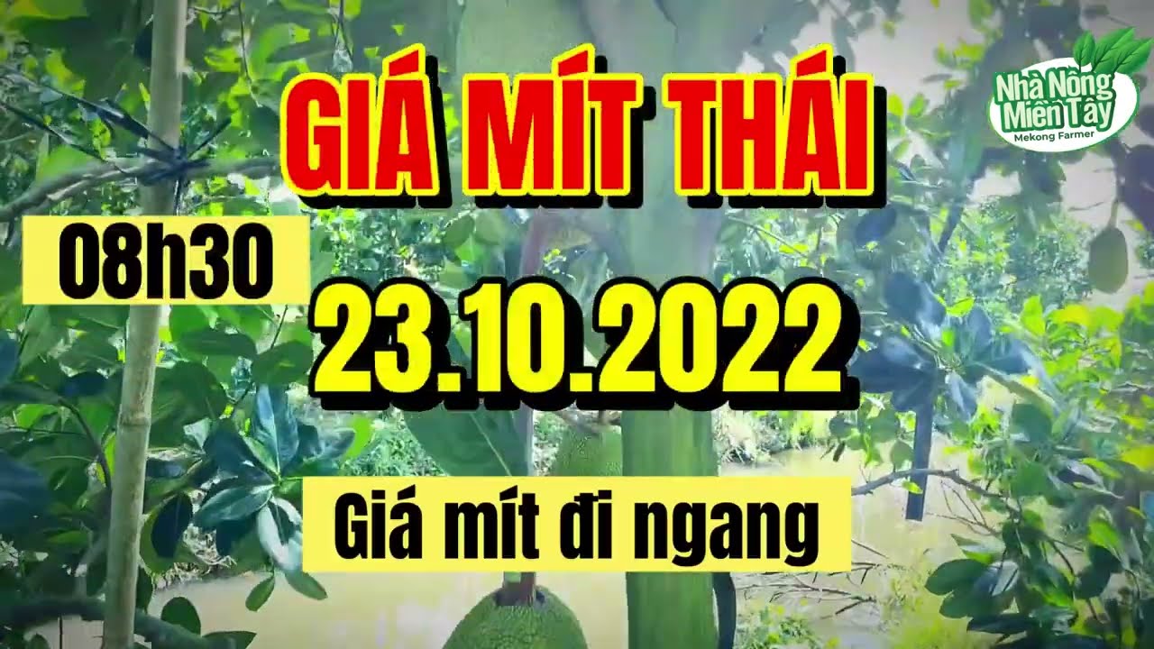 Thai jackfruit prices today