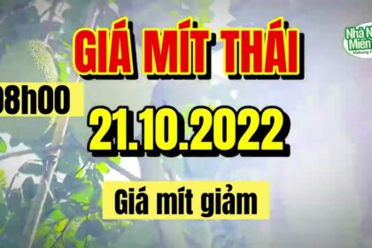 Thai jackfruit prices today