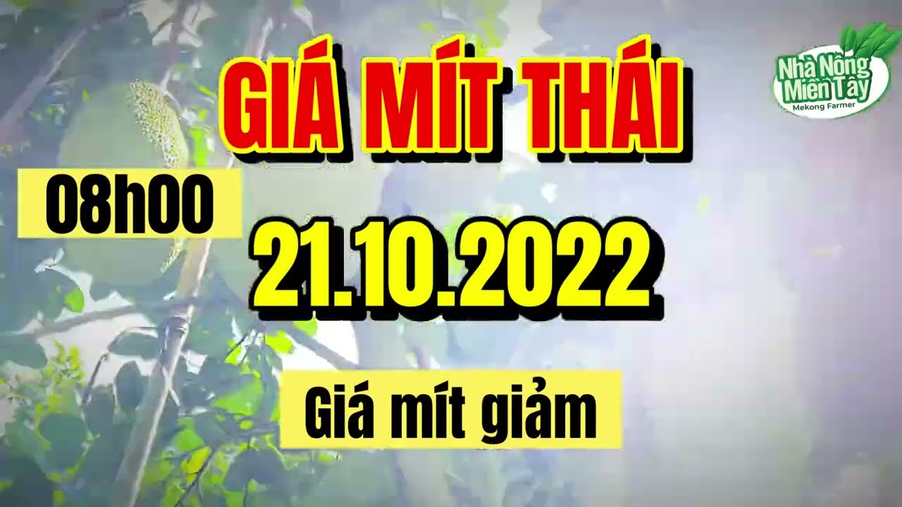 Thai jackfruit prices today