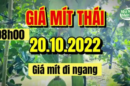 Thai jackfruit prices today