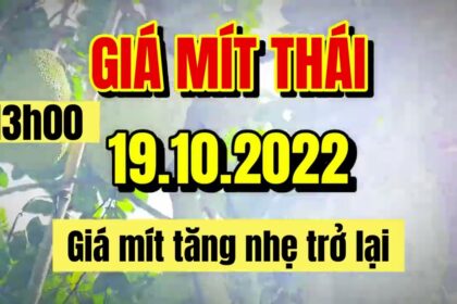 Thai jackfruit prices today
