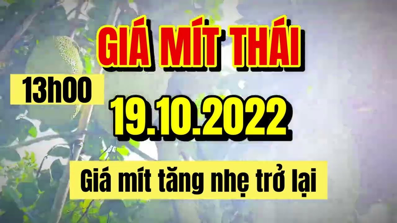 Thai jackfruit prices today