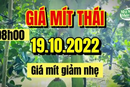 Thai jackfruit prices today