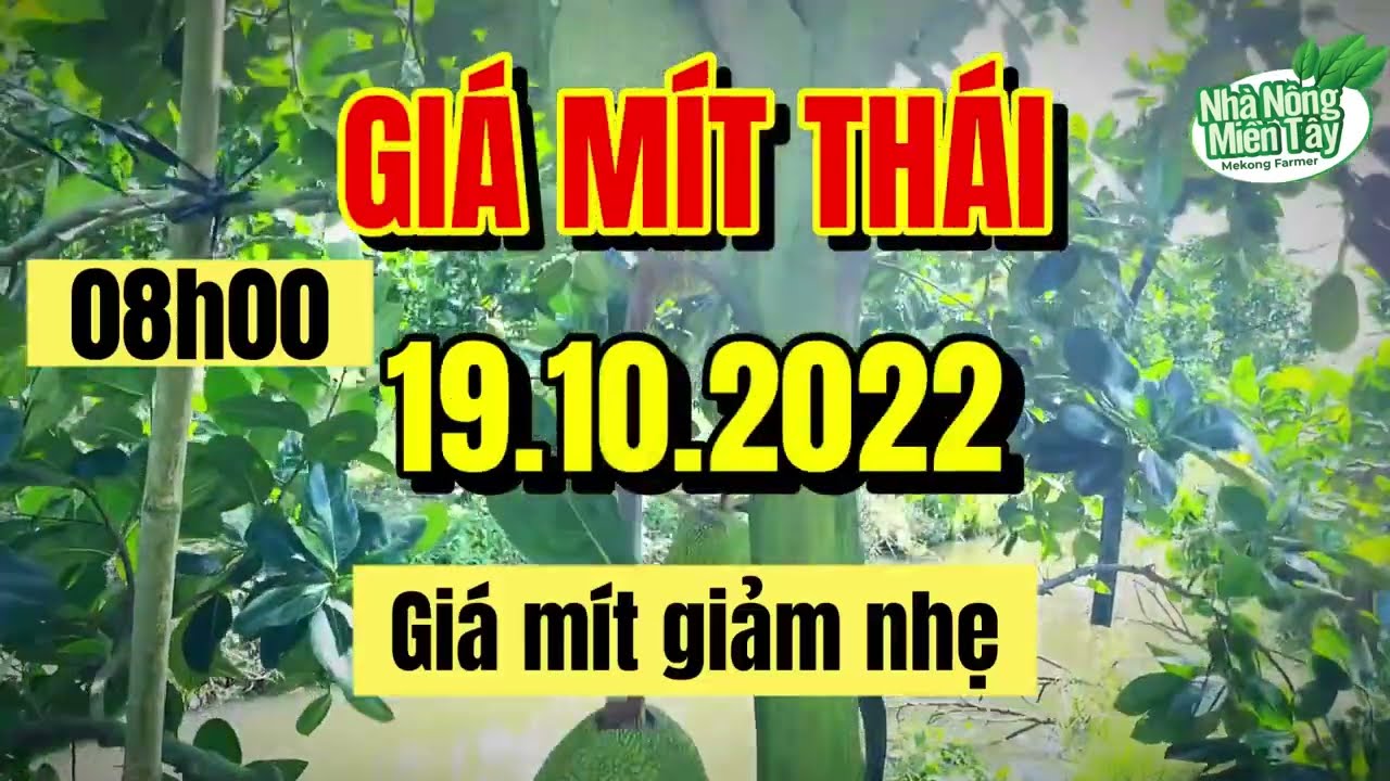 Thai jackfruit prices today