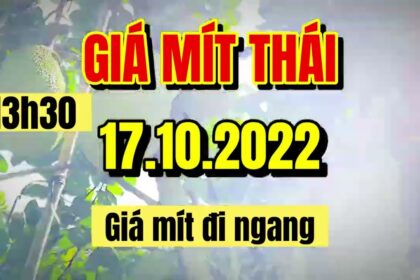 Thai jackfruit prices today