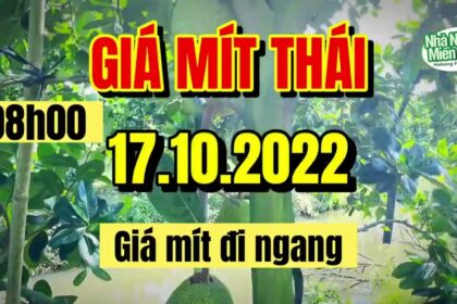 Thai jackfruit prices today