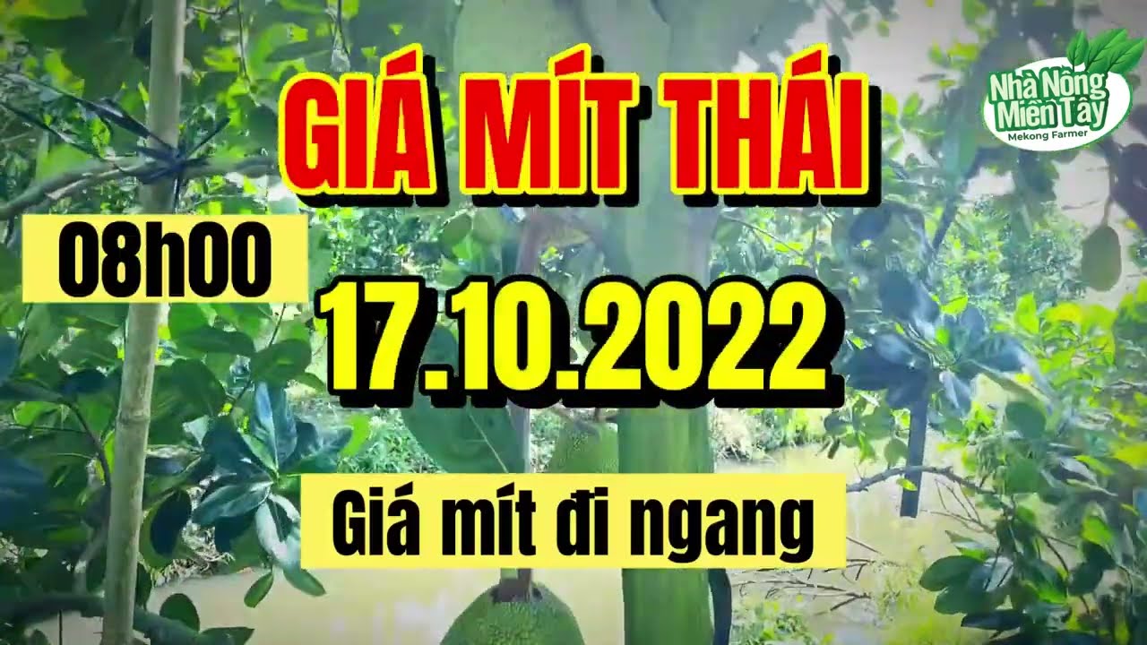 Thai jackfruit prices today