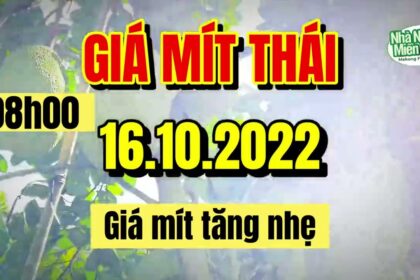 Thai jackfruit prices today