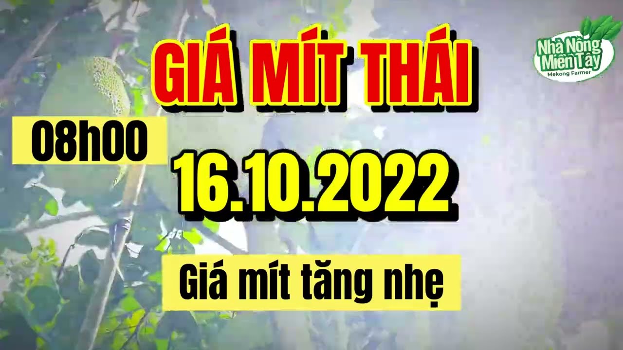 Thai jackfruit prices today