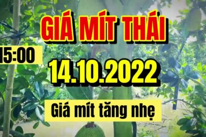 Thai jackfruit prices today