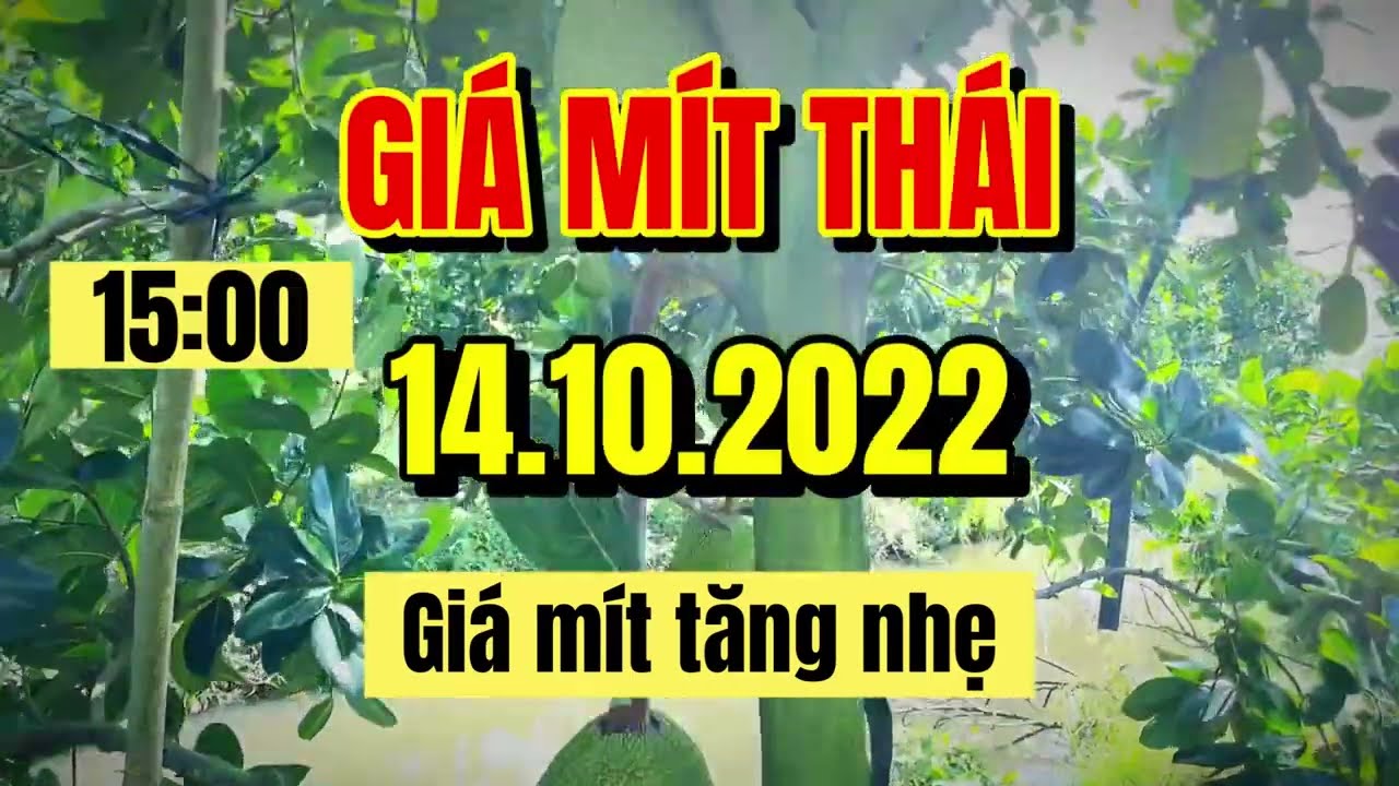 Thai jackfruit prices today