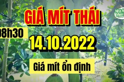 Thai jackfruit prices today