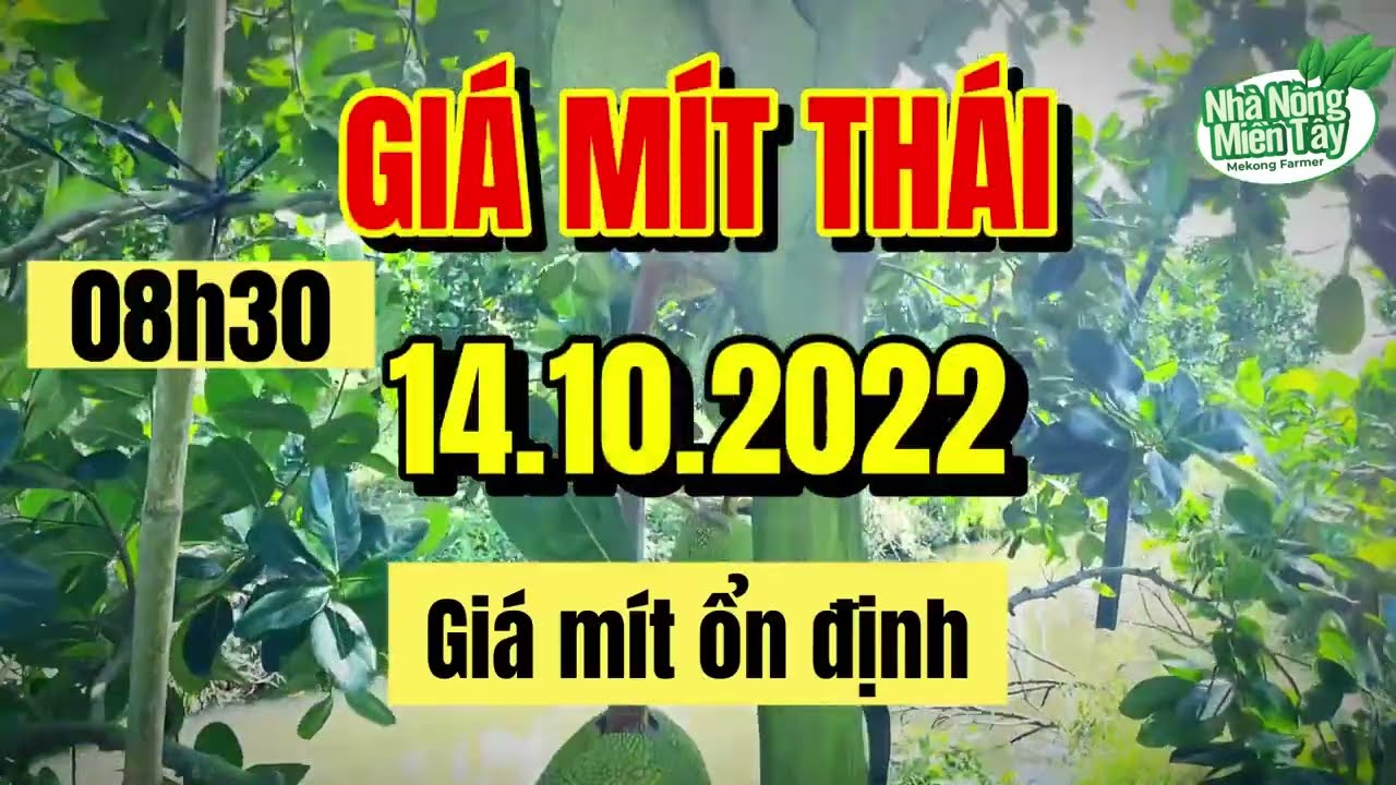 Thai jackfruit prices today