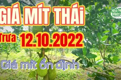 Thai jackfruit prices today