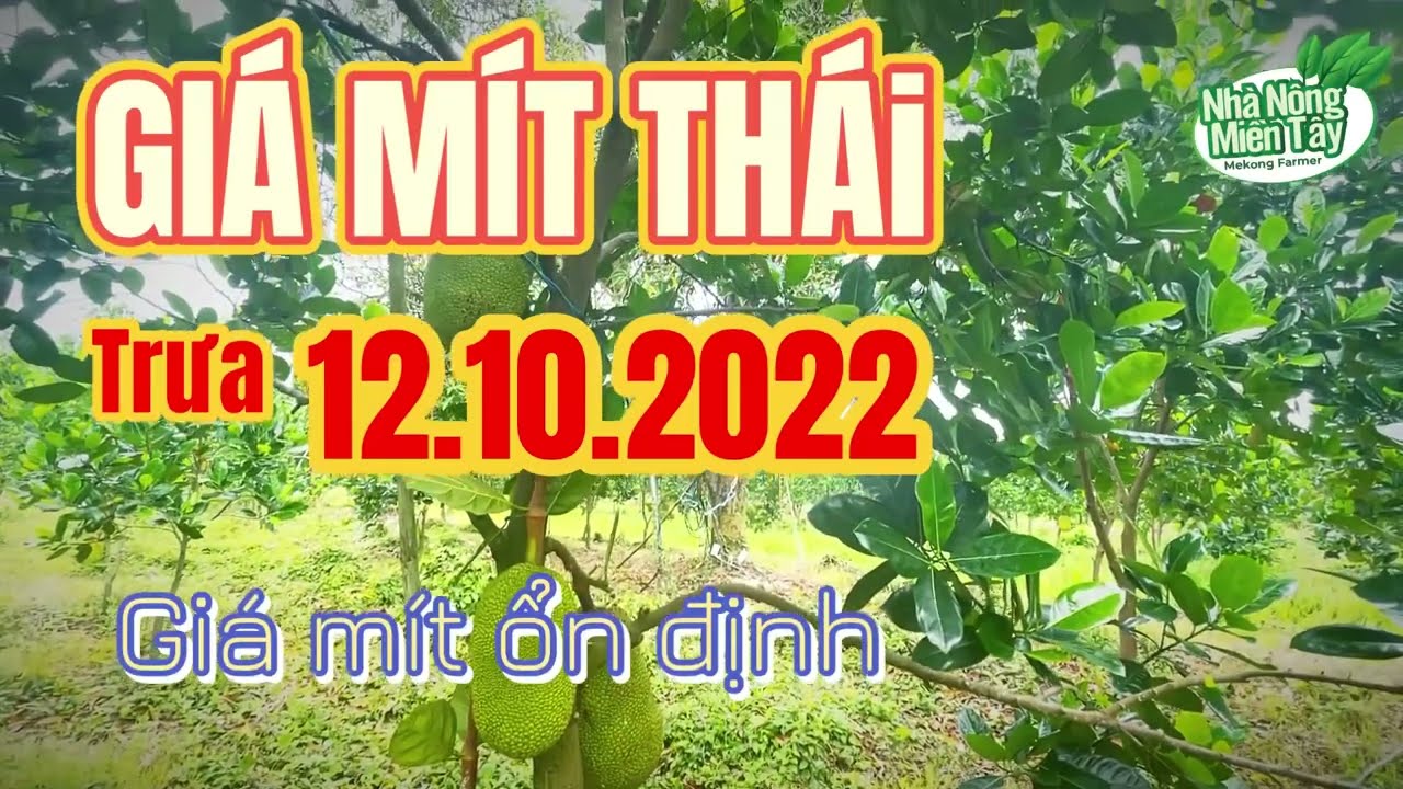 Thai jackfruit prices today