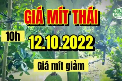 Thai jackfruit prices today