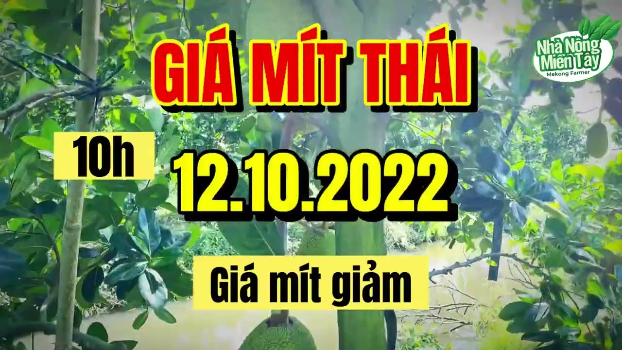 Thai jackfruit prices today