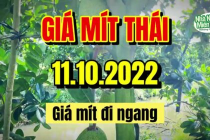 Thai jackfruit prices today
