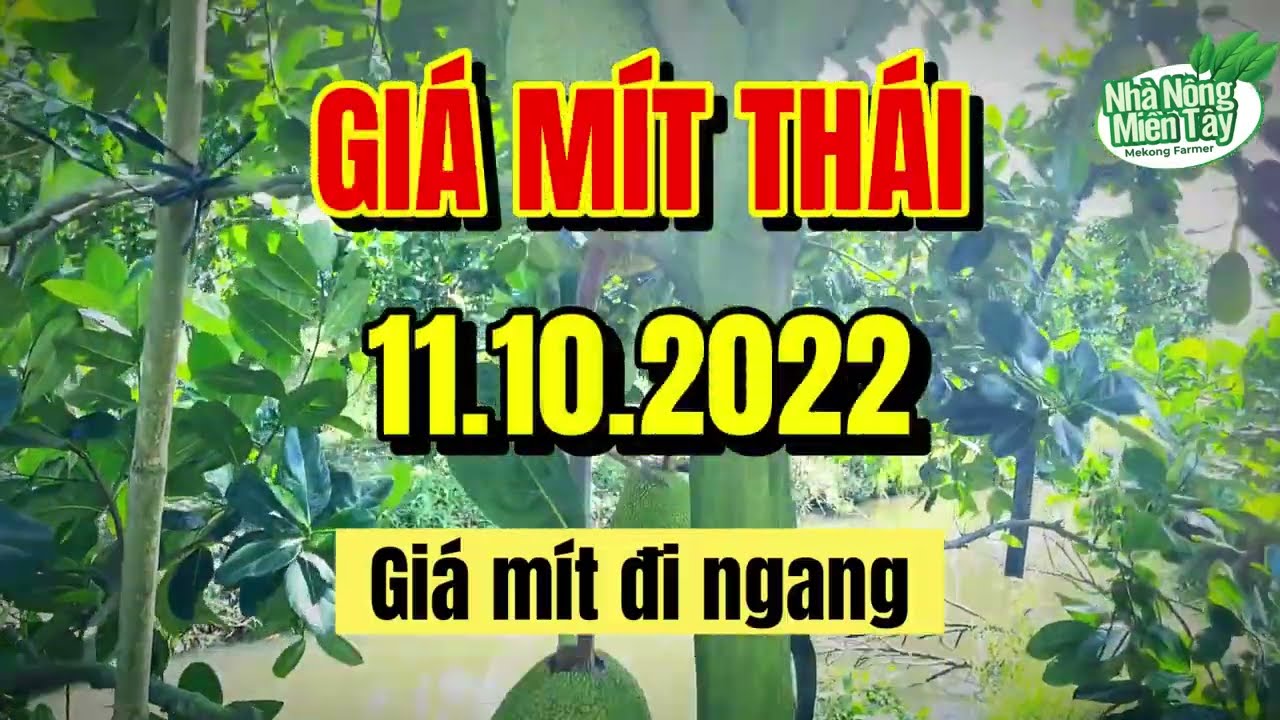 Thai jackfruit prices today