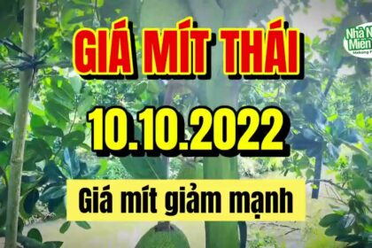 Thai jackfruit prices today