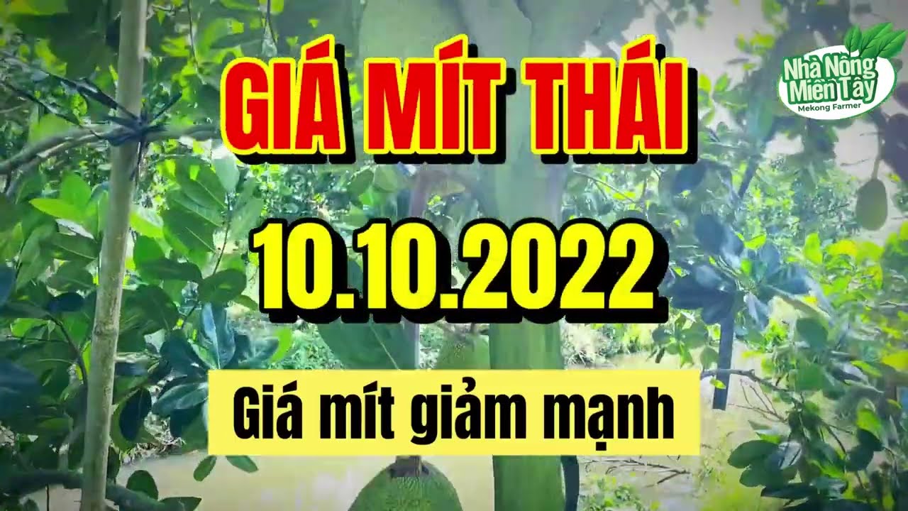 Thai jackfruit prices today