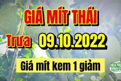 Thai jackfruit prices today