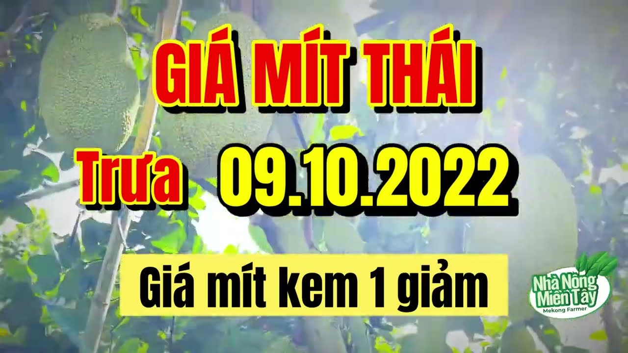 Thai jackfruit prices today