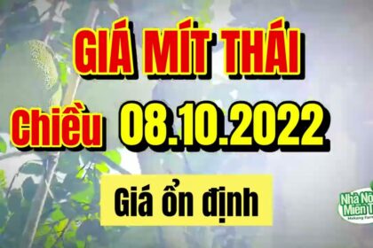Thai jackfruit prices today