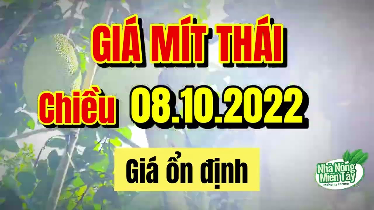 Thai jackfruit prices today
