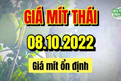 Thai jackfruit prices today