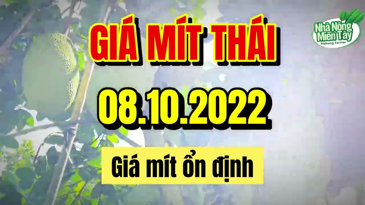Thai jackfruit prices today