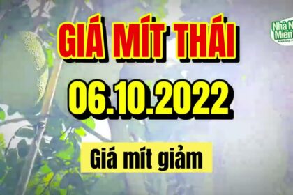 Thai jackfruit prices today