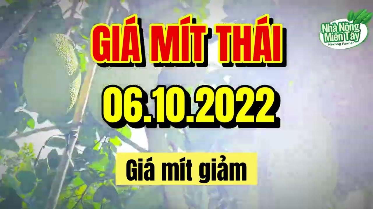 Thai jackfruit prices today