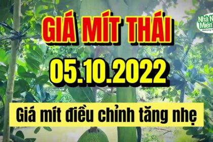 Thai jackfruit prices today
